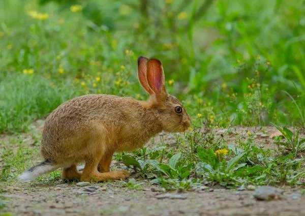 野兔有哪些生活习惯