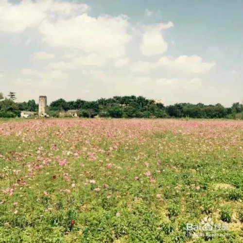 深圳观澜版画村怎么去，好不好玩？