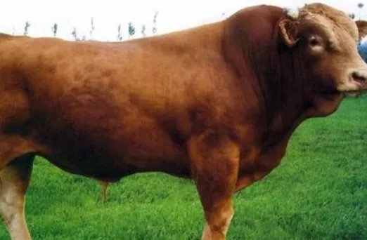 牛肉价格连续10周上涨，主要是哪些原因造成的？