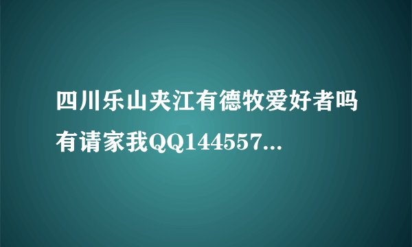 四川乐山夹江有德牧爱好者吗有请家我QQ1445578050大家互相交流哈经验