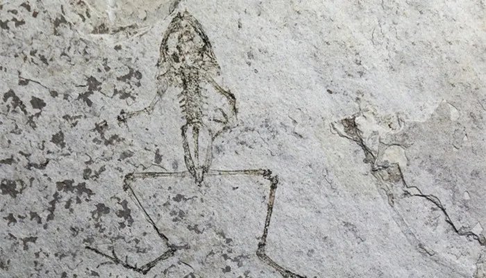 化石怎样形成的 动物化石是怎样形成的