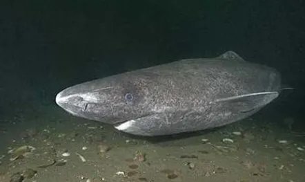 最近发现了四百岁的格陵兰鲨鱼，它为何能活这么久？