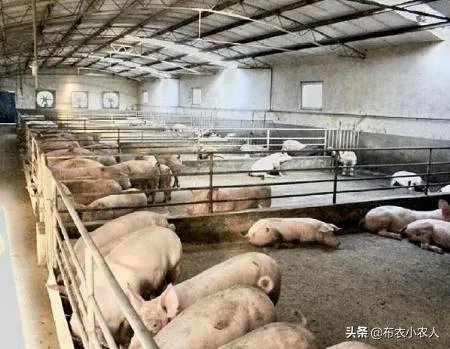 猪价全面暴跌！猪肉降入20元时代，10元猪肉还远吗？