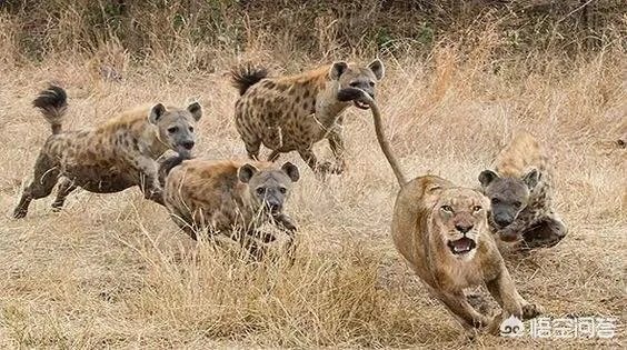 鬣狗狮子