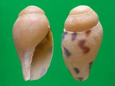 椰子涡螺的介绍