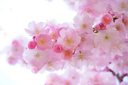 5月份出生是什么星座,5月生日花大全及花语