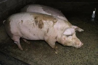 猪肉价格连续7周回落 ，肉贱会伤农吗？