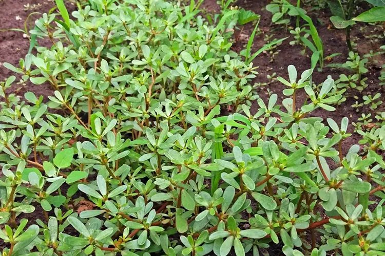 马齿菜功效和作用与图片