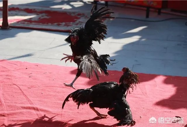 佳能5D4配100-400镜头手持拍摄时应注意哪些事项？