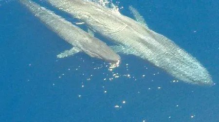 世界上最大的哺乳动物是什么？