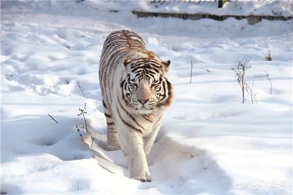 哈尔滨的东北虎林园好玩吗？