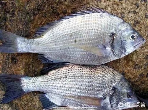 怎么挑选最鲜的海鲜？