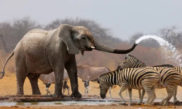 世界上最大的哺乳动物是什么？