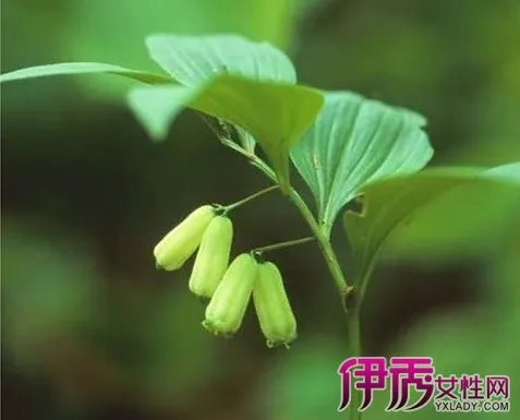 黄精的功效与作用