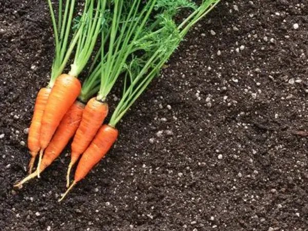 驴肉饺子馅配什么菜最好