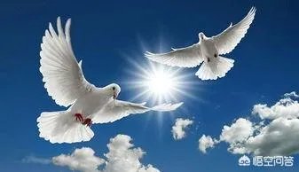 北京哪里有鸽子交易市场？