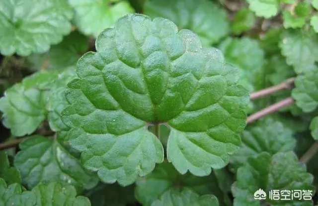 民间俗称“乌枪头”的植物有何奇效？