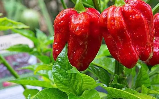 世界最辣的辣椒排名