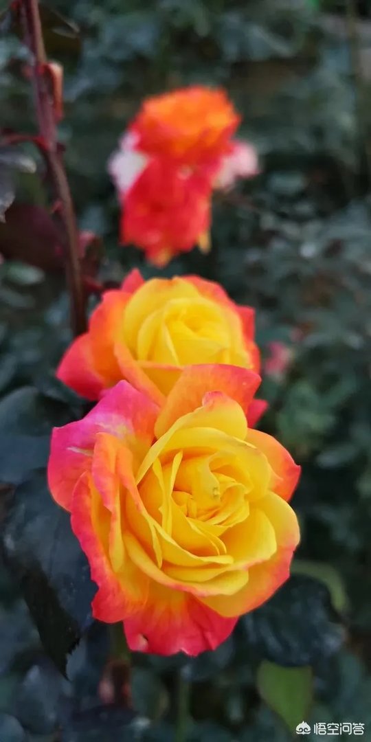 广州流花湖公园好玩嘛？