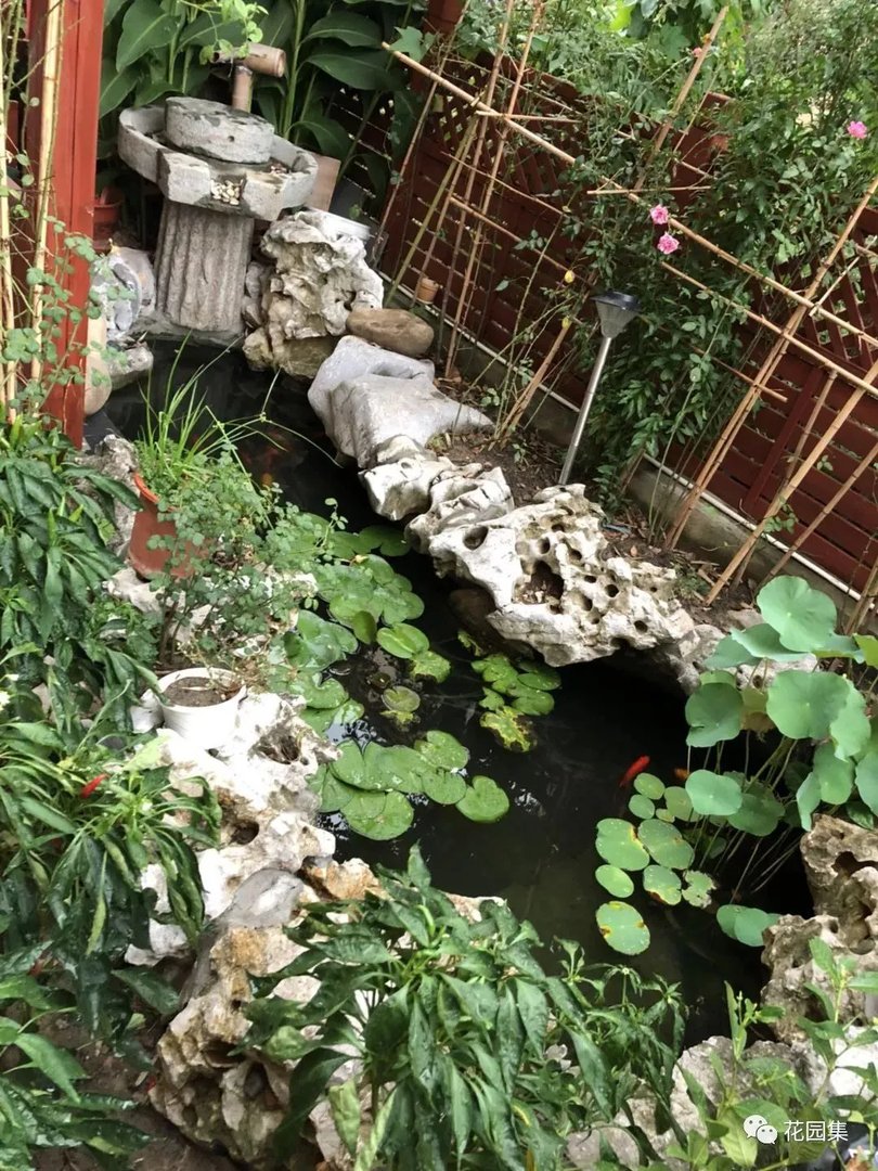 纯天然庭院鱼池打造攻略，生态、省心又实惠！赶紧收藏