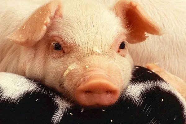 1995年属什么生肖 95年是什么命运