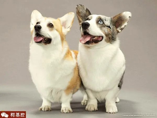 养柯基是怎样一种体验？