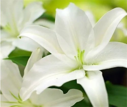 象征友谊的花  6大友谊之花盘点