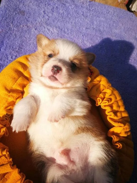 养柯基是怎样一种体验？