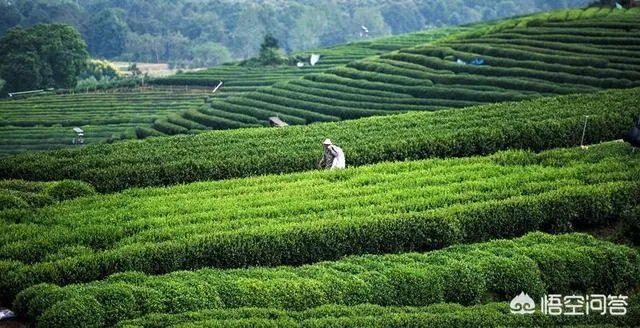 龙井茶的由来是什么？