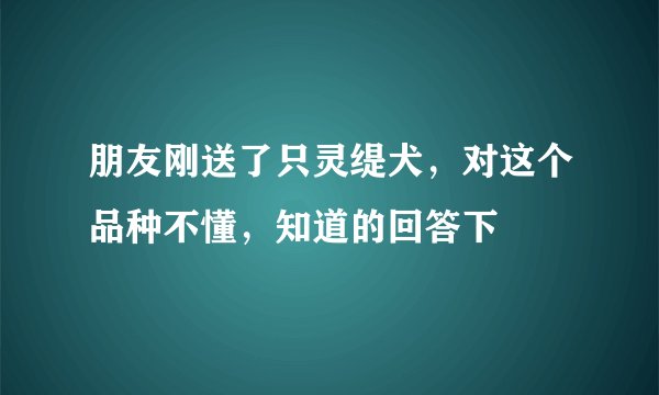 朋友刚送了只灵缇犬，对这个品种不懂，知道的回答下