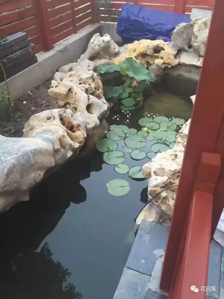 纯天然庭院鱼池打造攻略，生态、省心又实惠！赶紧收藏