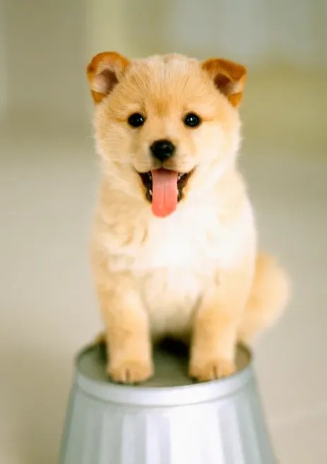 实在放不下！女子花25万成功克隆去世宠物狗，你能接受克隆动物吗？