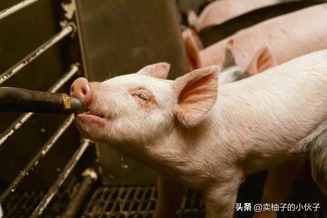 猪价全面暴跌！猪肉降入20元时代，10元猪肉还远吗？