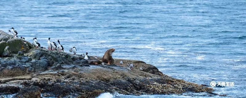 南美洲主要气候类型