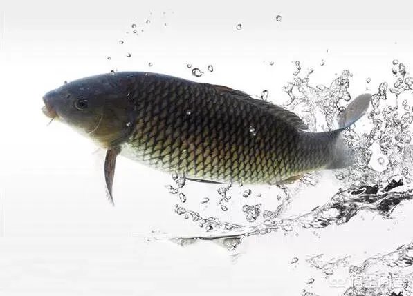 怎么挑选最鲜的海鲜？