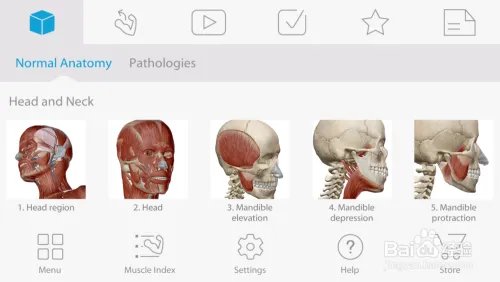 骨骼肌解剖visiblebody muscle中文版安装及设置