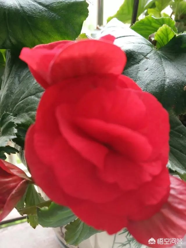 老演员张金玲简历？