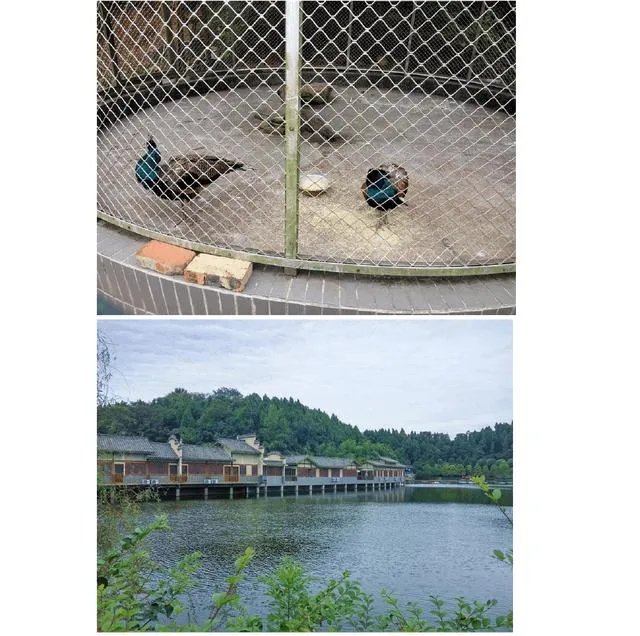 绵阳没有那种可以吃玩住的农家乐？有什么推荐的吗？