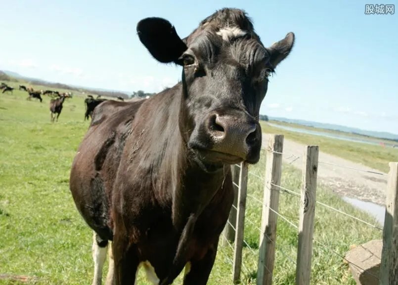 养牛的利润与成本 2017年养牛利润有多少？