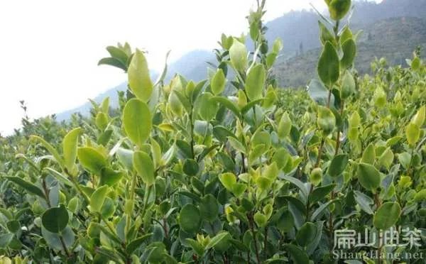 油茶苗价格大概是多少钱一棵？种植前景怎么样？
