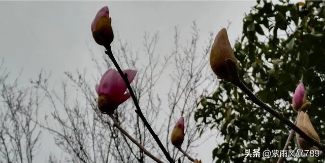 在这个三八妇女节，你对心中的女神最想说什么话？