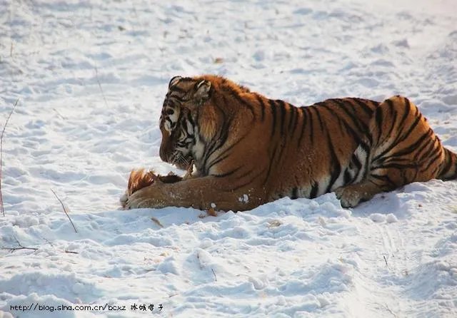 哈尔滨的东北虎林园好玩吗？