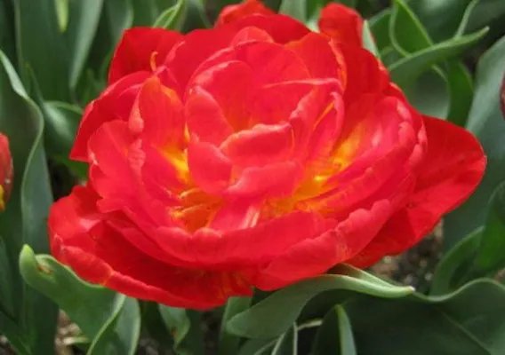 首席上司心尖宠苏黎陆宴北 首席上司心尖宠苏黎全文完整版