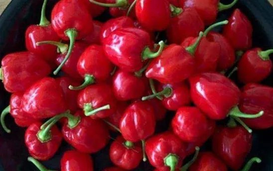 世界最辣的辣椒排名