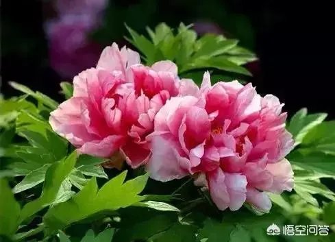 老演员张金玲简历？