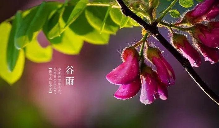 描写谷雨节气的四句古诗_谷雨节气古诗大全