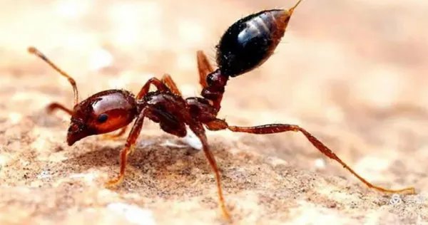 海口一女子将奶茶溅入电脑显示屏致蚂蚁筑巢，这种情况还能修好吗？