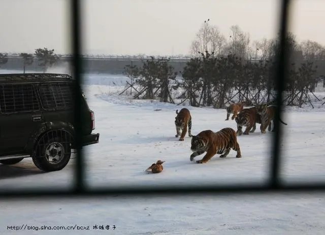 哈尔滨的东北虎林园好玩吗？