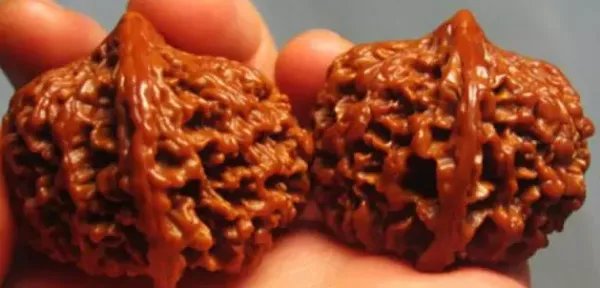 什么品种的核桃最好？