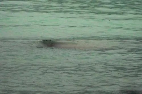 喀纳斯湖水怪到底是什么？难道真的是哲罗鲑？